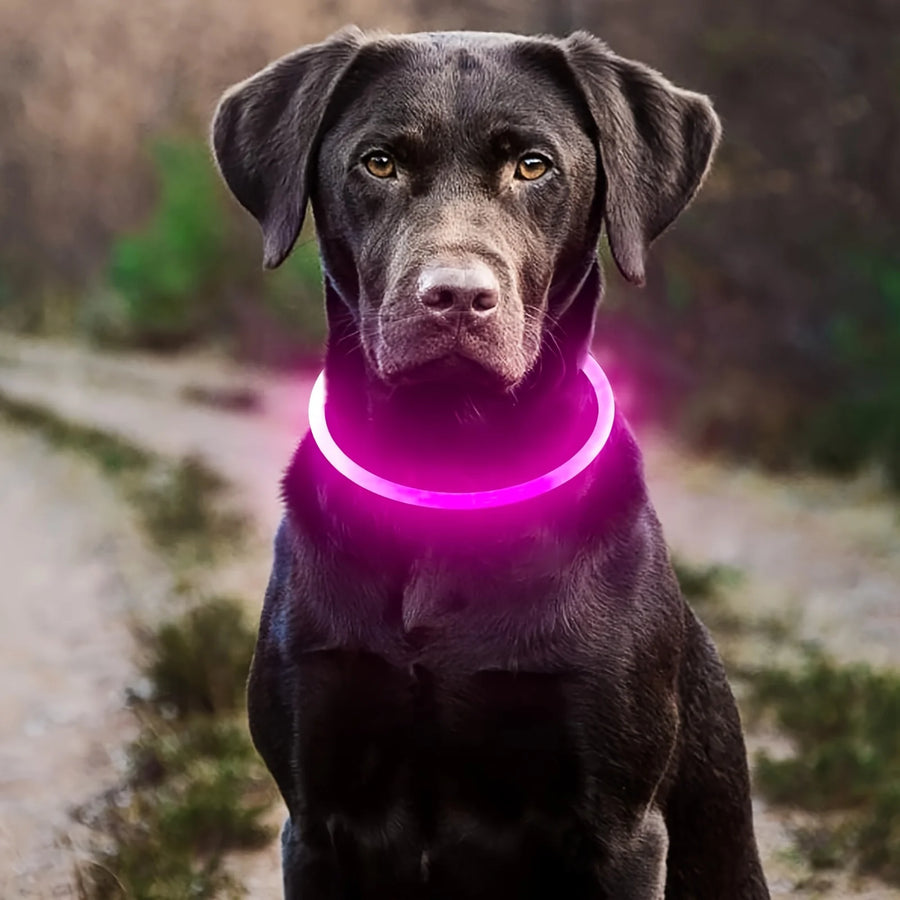 Rechargeable LED Safety Collar