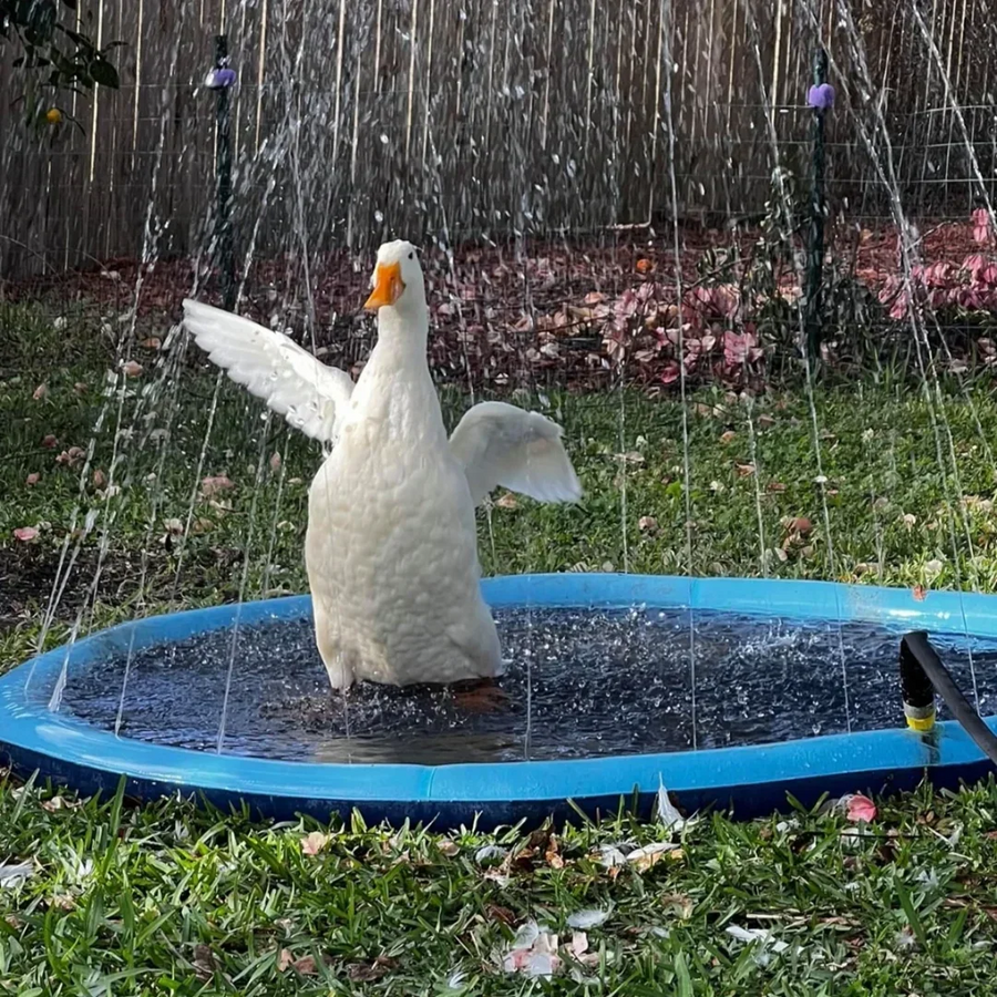 Inflatable Dog Splash Pool & Sprinkler